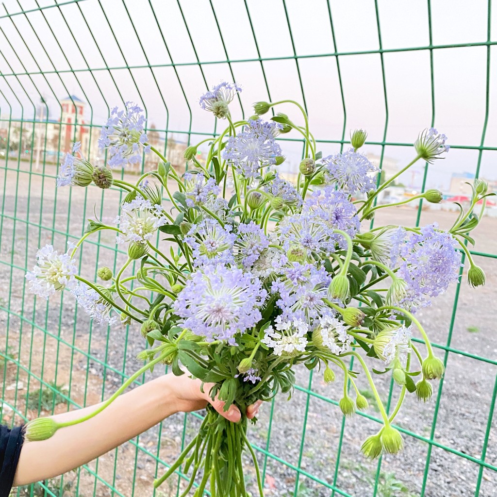 翠珠鲜花风铃鲜花云南基地直发家用水养插花客厅花同城速递