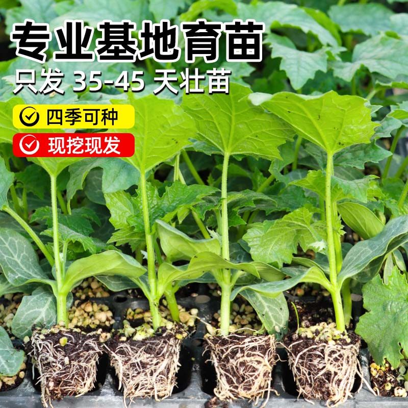 肉丝瓜苗子秧苗大果蔬菜四季苗秧盆栽带土老品种早熟香菱角丝瓜孑,淘宝优惠券,粉丝福利购,淘宝优惠卷