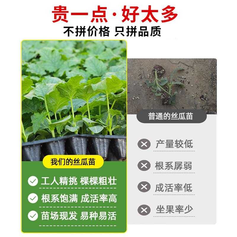 肉丝瓜苗子秧苗大果蔬菜四季苗秧盆栽带土老品种早熟香菱角丝瓜孑,淘宝优惠券,粉丝福利购,淘宝优惠卷