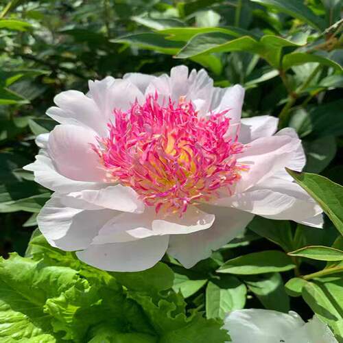 重瓣芍药花苗带芽根块种球耐寒四季盆栽花卉多年生阳台庭院室内外 - 图2