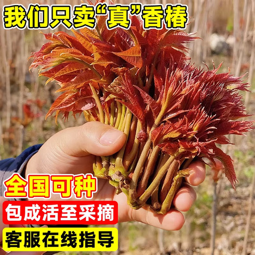 食用红油香椿苗地栽正宗矮化红椿树苗北方种植盆栽新鲜香椿芽种子 - 图0