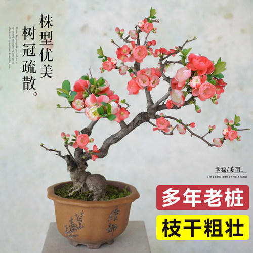 海棠花盆栽耐寒抗冻红玉海棠树苗老桩盆景花卉植物室内花绿植真花 - 图2