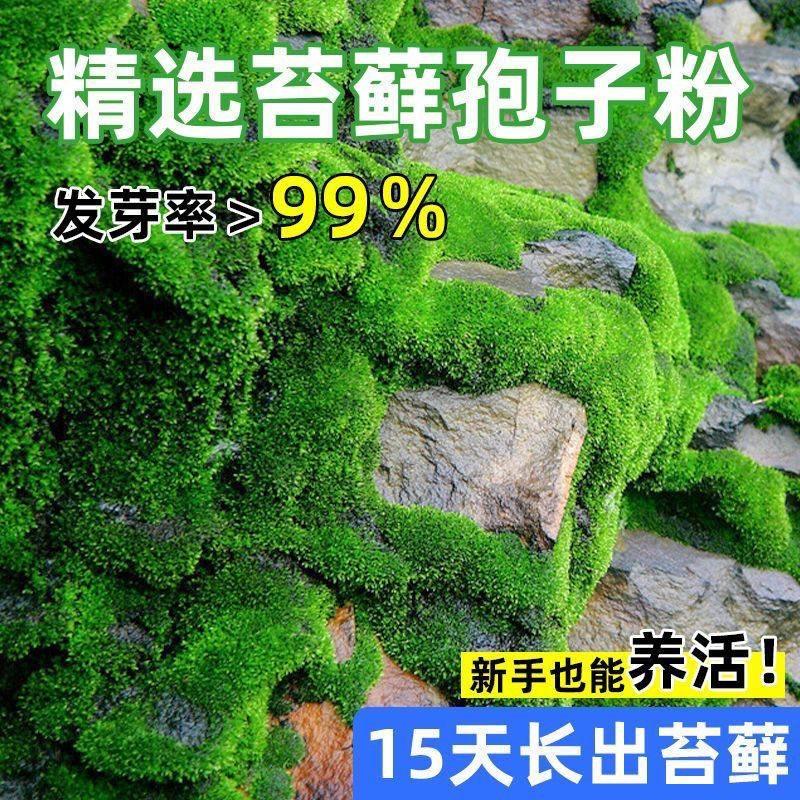 苔藓孢子粉四季鲜活青苔绿植短绒吸水石种子微景观盆景造假山草籽,淘宝优惠券,粉丝福利购,淘宝优惠卷