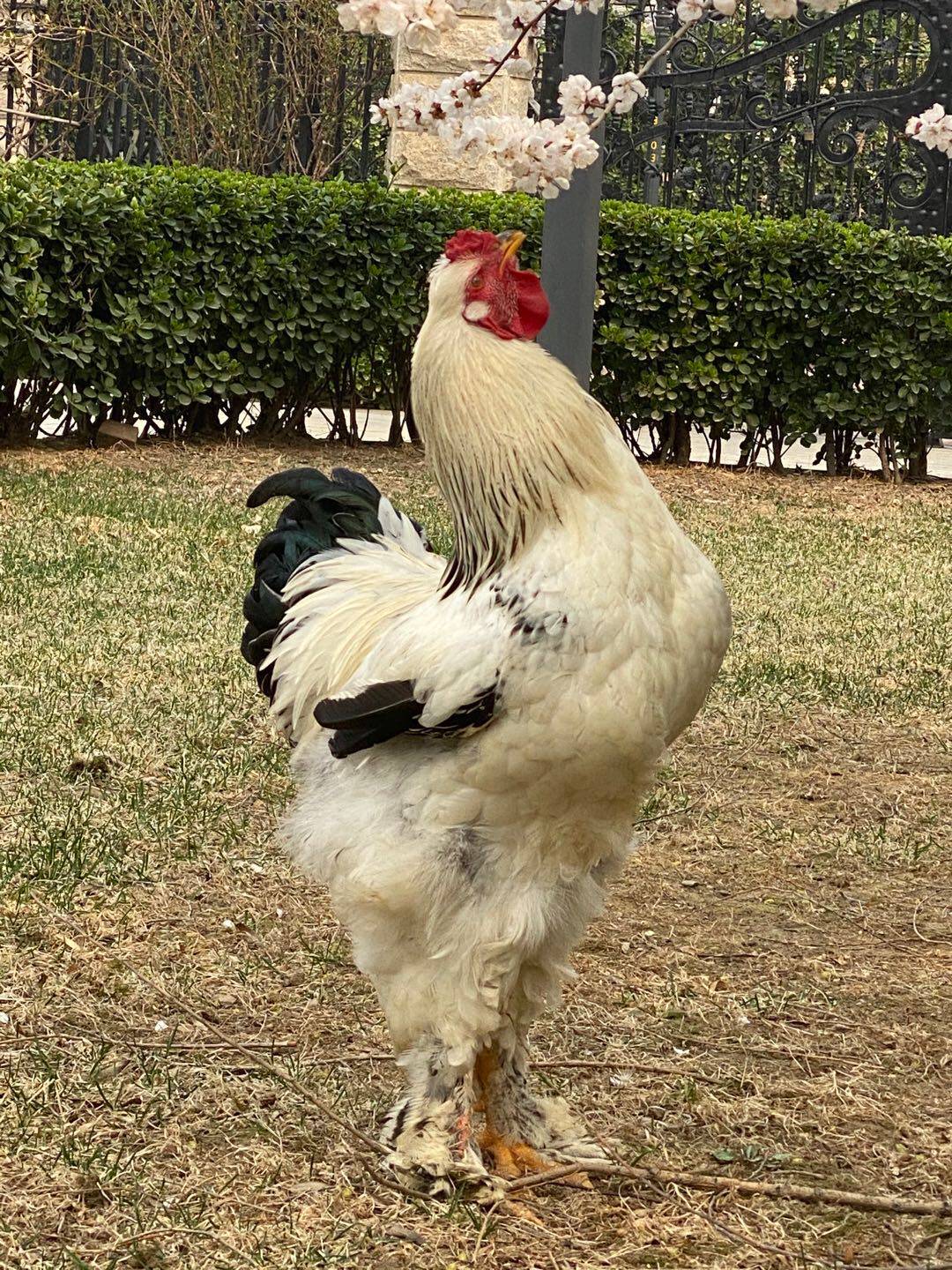 梵天鸡蛋受精蛋 巨型纯种婆罗门鸡种蛋可孵化 巨大宠物观赏鸡