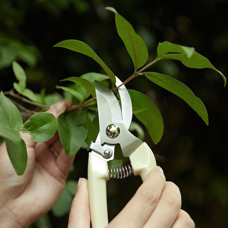 园艺花艺剪刀宽头家用花剪鲜花花店剪花枝粗树枝绿