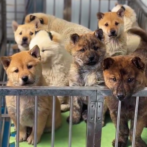 纯种中华田园犬广西土猎黄狗白面虎斑五黑宠物狗土松幼犬狗狗活体