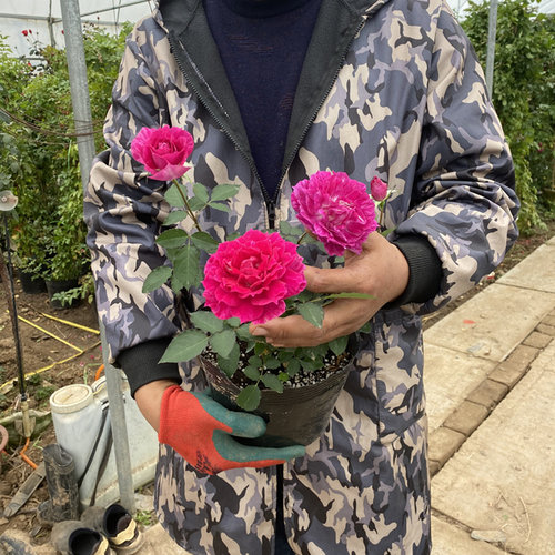 无刺天方夜谭月季灌木大花浓香多头庭院阳台露台花卉盆栽地栽花卉 - 图3