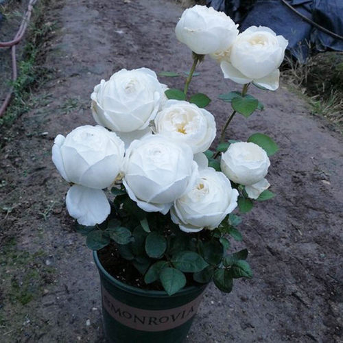 多季开大花浓香伊芙婚礼之路月季花苗纯白色玫瑰盆栽阳台观花植物 - 图2