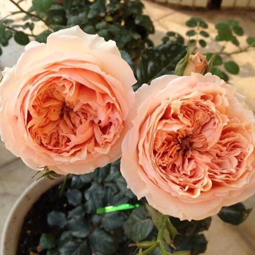 灌木真宙浓香大花月季阳台室内盆栽带花苞发货玫瑰盆栽开花不断 - 图1