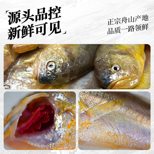 【不含冰衣】舟山新鲜梅童鱼特大梅子鱼大头宝东海宁波鲜活冷冻 - 图0