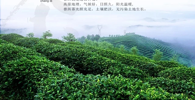 普洱黑茶宫廷哈尼小沱茶熟茶茶叶沱茶老茶熟普洱茶颗粒装散茶500g