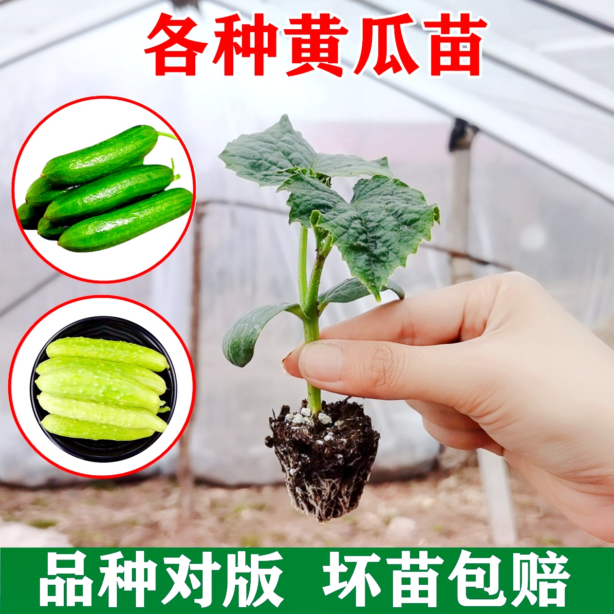 辣椒苗小米辣椒苗秧苗五彩椒朝天椒盆栽辣椒种孑茄子番茄苗蔬菜苗 - 图0