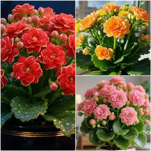 【四季开花】新品长寿花盆栽花卉重瓣大花植物室内绿植带花苞发货 - 图1