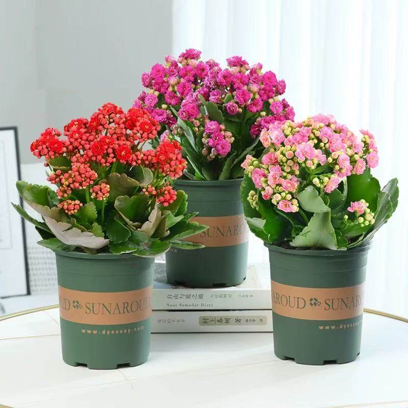 长寿花盆栽花苗带花苞重瓣大花金狐狸室内多年生好养的花卉绿植,淘宝优惠券,粉丝福利购,淘宝优惠卷