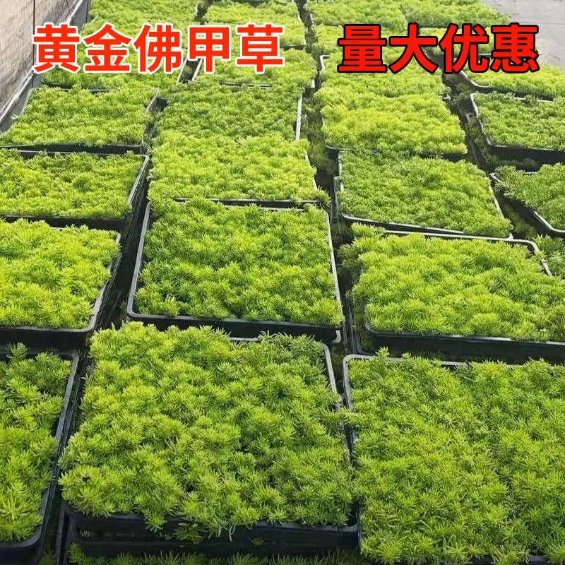 佛甲草苗屋顶绿化草皮坪金叶黄金佛甲草万年草景天过路黄常青植物-图0