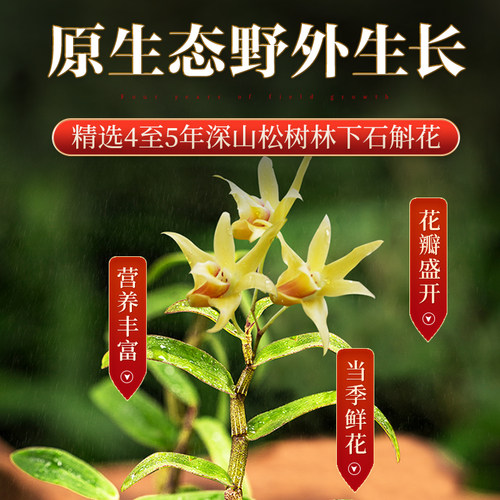 正品霍山铁皮石斛花石斛茶养生茶石斛鲜条干花纯粉花茶中药材500g - 图1