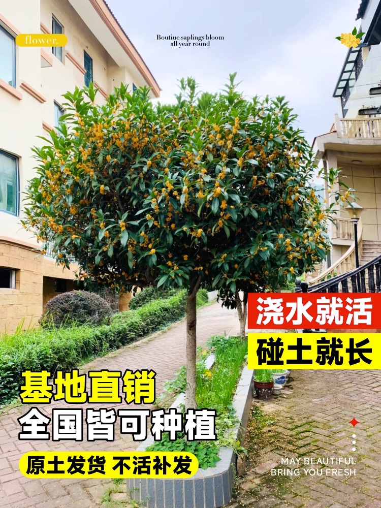 八月桂花树苗四季桂室内阳台盆栽金桂花苗室外庭院可食用花卉绿植 - 图1