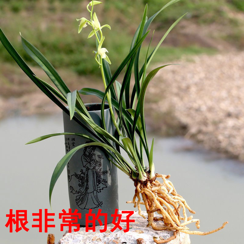 兰花盆栽建兰四季兰大凤素夏秋带花苞客厅花卉植物室内花好养活 - 图0