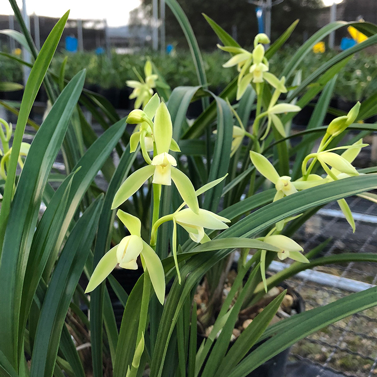 兰花盆栽建兰四季兰大凤素夏秋带花苞客厅花卉植物室内花好养活 - 图1