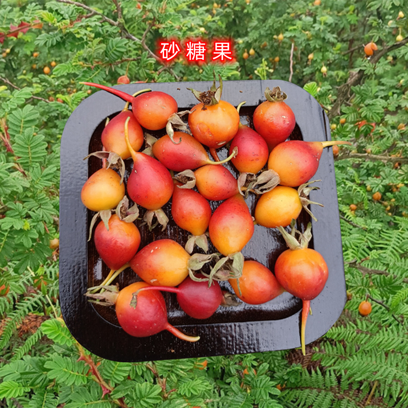 贵州特产时令水果砂糖果沙糖果刺莓果刺梅果端阳果栽秧果糖罐泡酒 - 图0