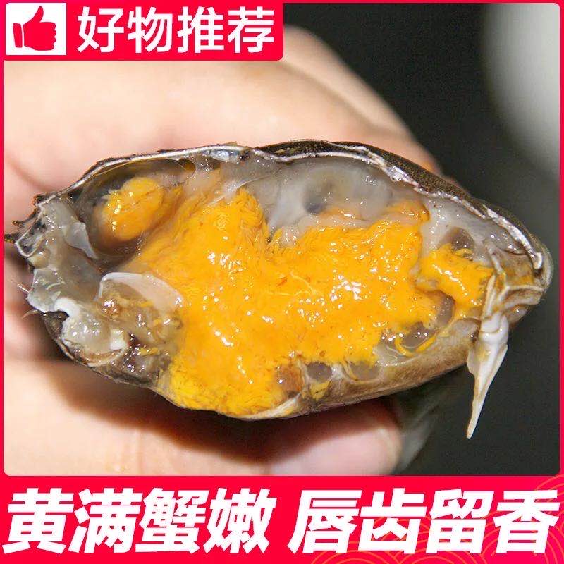 活蟹全母满黄河蟹一元蟹小螃蟹鲜活大闸蟹公母香辣蟹现货水产包邮 - 图0