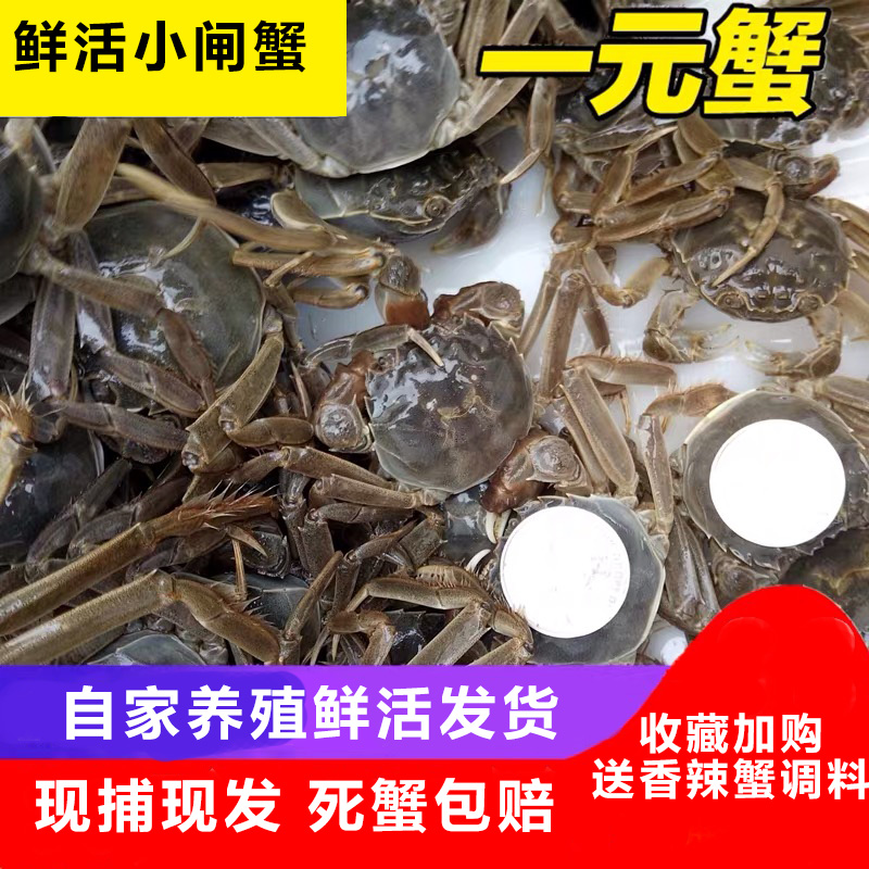 全母100只鲜活满黄小闸蟹1一元蟹河蟹螃蟹大闸蟹香辣蟹六月黄包邮