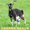 Xichun High Calcium Growth Formula Goat Milk Powder 4 Stages 3 years and above 700g Consult customer service for a good deal