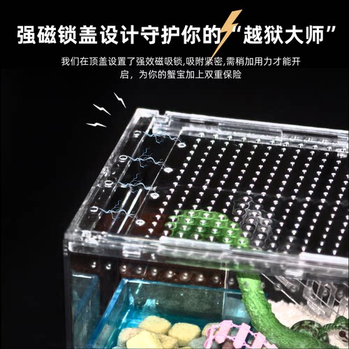 【寄居蟹饲养套餐】新手套餐饲养箱盒用品桌面宠物儿童礼物 - 图2