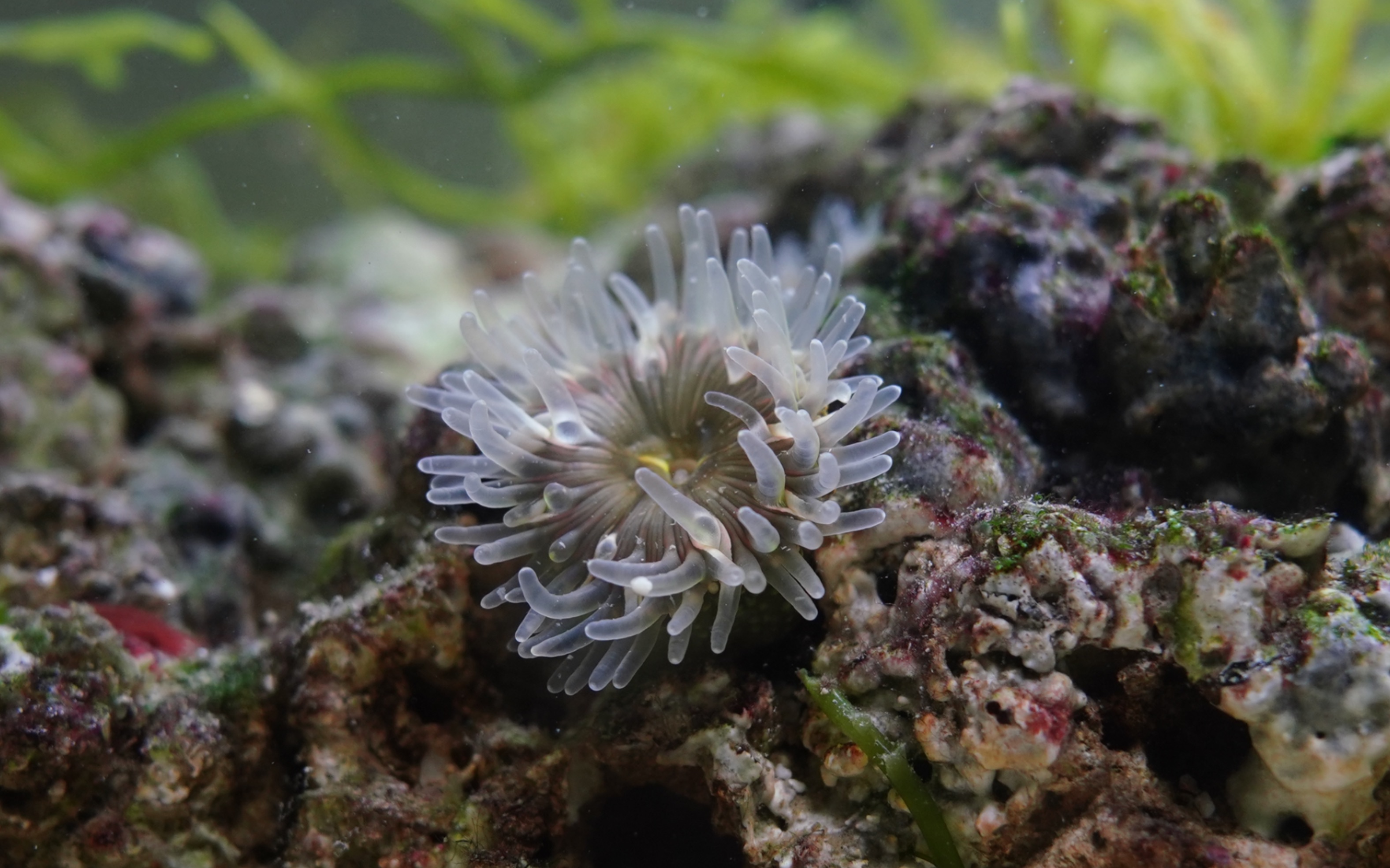 绿疣海葵活体海水鱼缸观赏海缸造景装饰海洋生物荧光容易饲养包活-图2