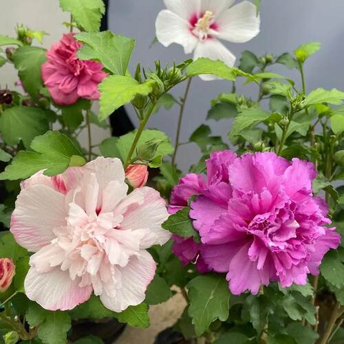 木槿树苗盆栽耐寒耐热庭院绿化重瓣木槿花篱笆苗木棉喇叭花卉绿植 - 图1