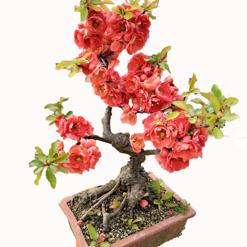 重瓣海棠花盆栽日本海棠树苗长寿冠海棠花苗盆景老桩四季花卉植物 - 图3