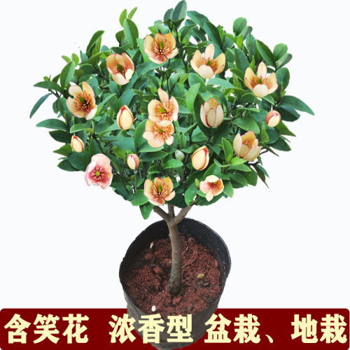 含笑花盆栽盆景浓香花卉绿植物黄花紫红花含笑梅白兰花香蕉花树苗 - 图3