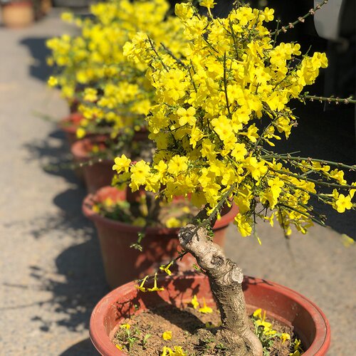 迎春花盆栽连翘盆景造型老桩树苗报春花阳台办公室内花卉绿植物 - 图1