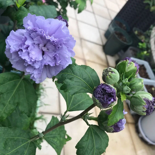 木槿树苗盆栽耐寒耐热庭院绿化重瓣木槿花篱笆苗木棉喇叭花卉绿植 - 图0