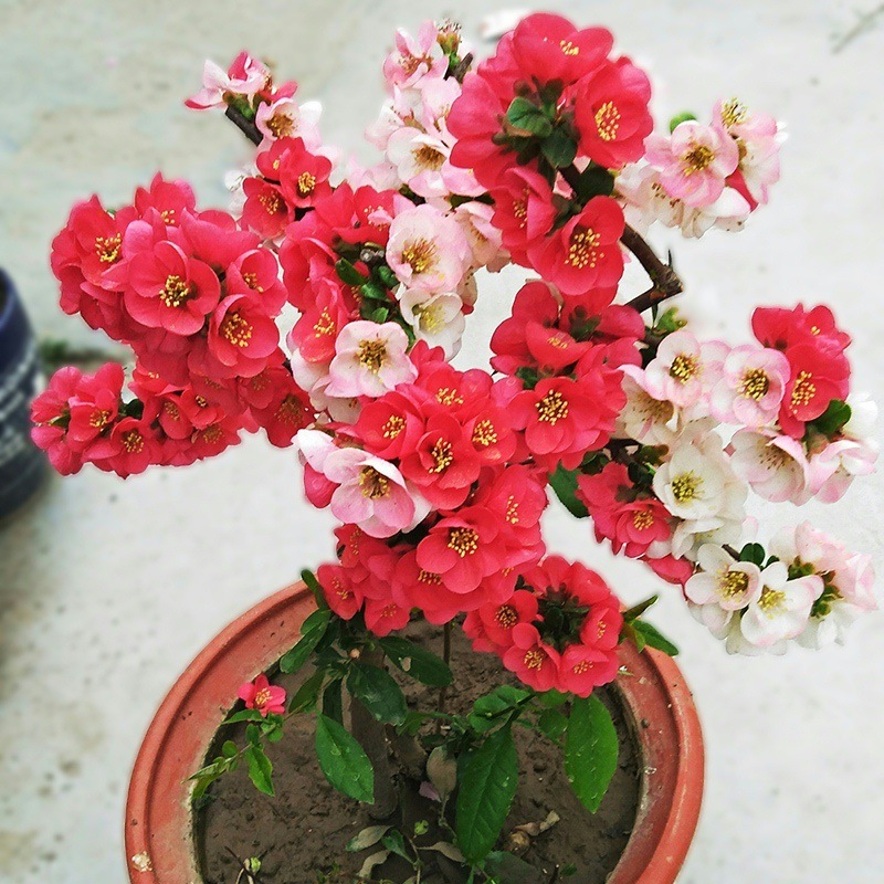 重瓣海棠花盆栽日本海棠树苗长寿冠海棠花苗盆景老桩四季花卉植物 - 图1