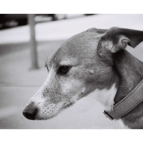 Lomo乐魔 B&W Orca 110 黑白胶卷 复古人像风景街拍 - 图0
