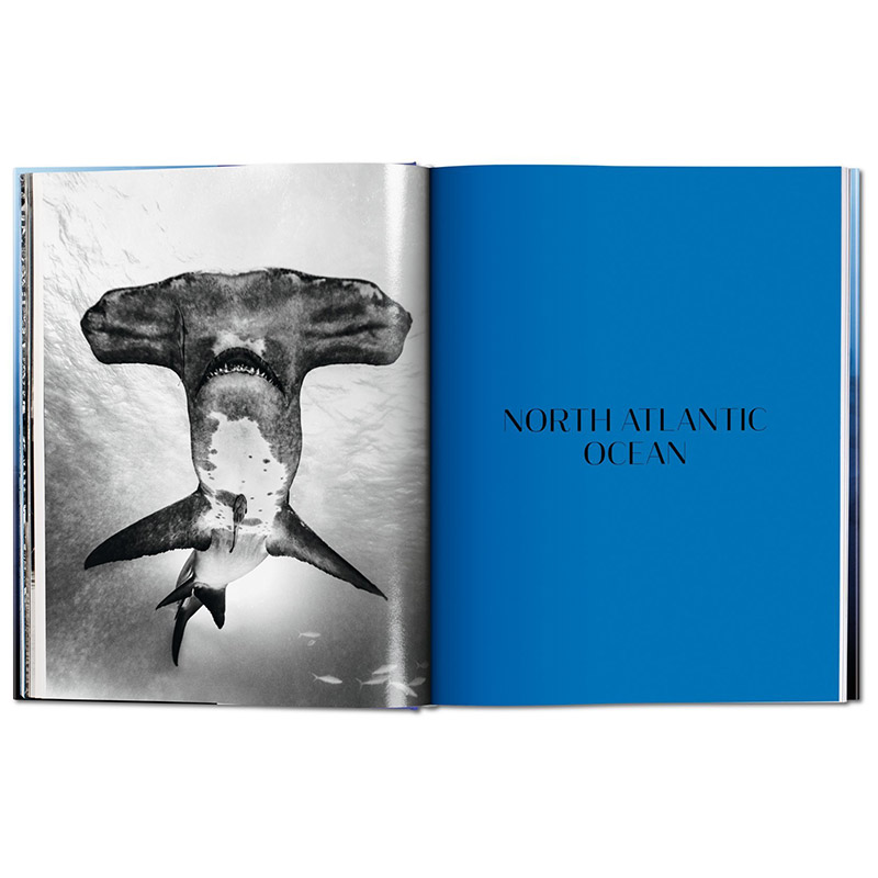 【现货】TASCHEN Michael Muller: Sharks迈克尔·穆勒：鲨鱼绘画艺术书籍作品画册集进口原版图书包邮-图2