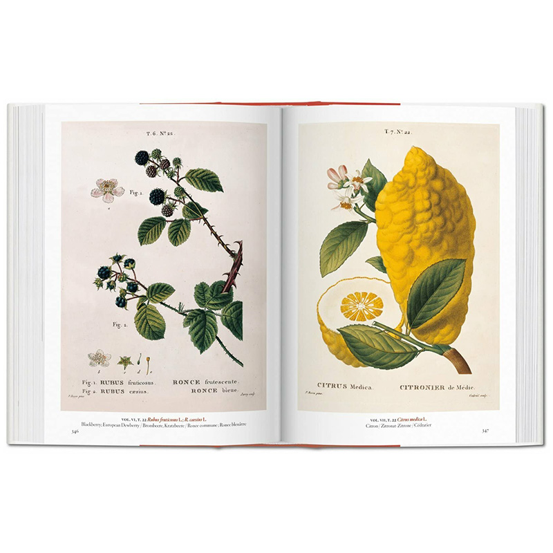 【现货】TASCHEN伊甸园：植物插图杰作 A Garden Eden. Masterpieces of Botanical Illustration 英文花卉插画原画设定集原版书籍 - 图3