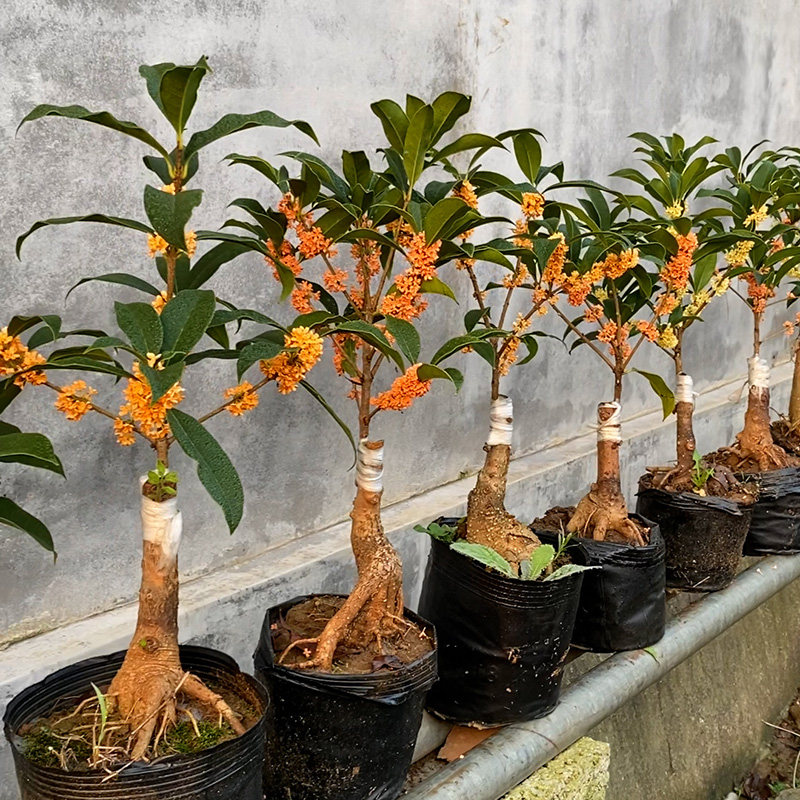 桂花树苗嫁接老桩四季桂八月桂一物一拍盆栽地栽绿植花卉浓香阳台,淘宝优惠券,粉丝福利购,淘宝优惠卷