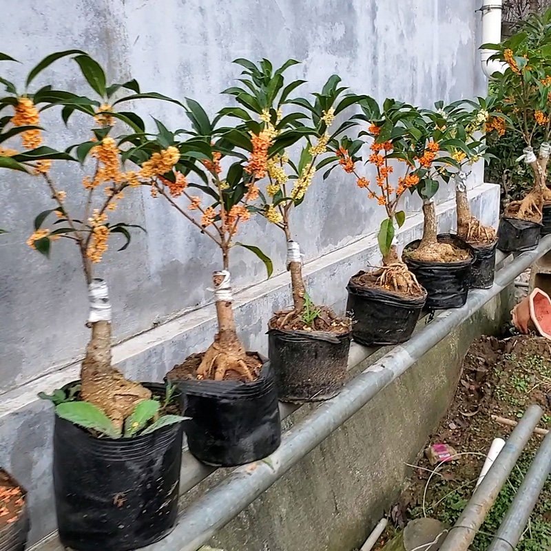 桂花树苗嫁接老桩四季桂八月桂一物一拍盆栽地栽绿植花卉浓香阳台,淘宝优惠券,粉丝福利购,淘宝优惠卷