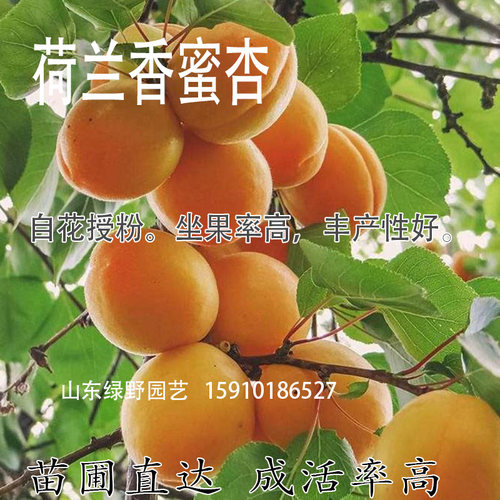 荷兰香蜜杏树苗杏子树苗香庭院南方北方特大甜新品种杏树嫁接苗 - 图1