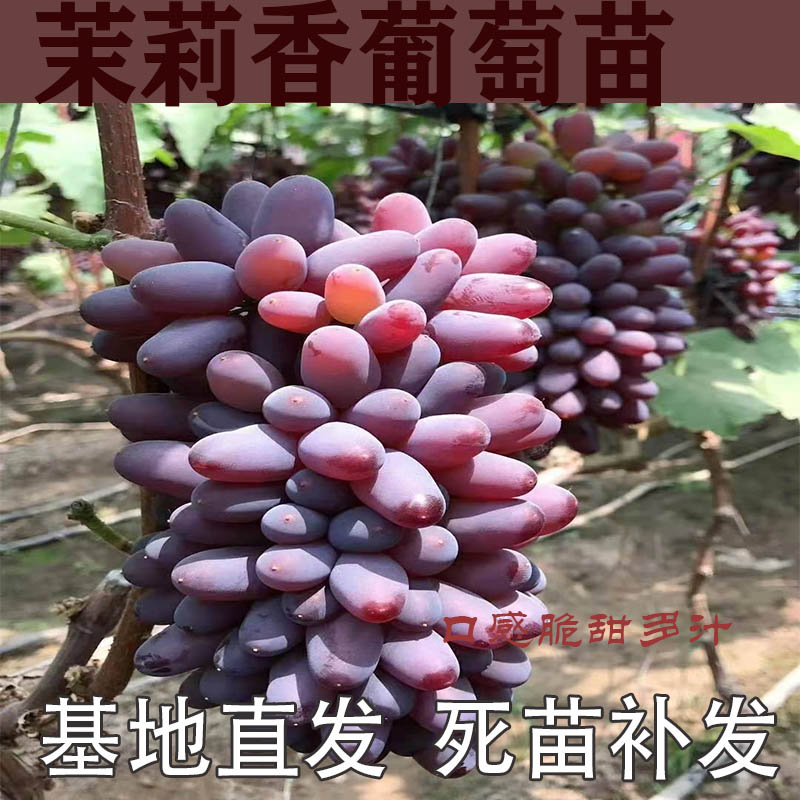 茉莉香葡萄苗果树北方南方种植抗寒庭院爬藤盆栽葡萄树苖当年结果 - 图1