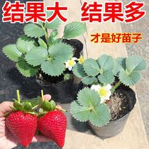 Strawberry Fry All Season Potted Plant Edible Red Face Cream Balcony Miao Seedlings South North Planting The Year Result Cup Miao