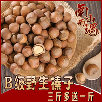 New Cargo Hazelnut Wild Hand Pat Opening Big Hazelnut Northeast Iron Ridge Special Produce Fried Cooked Rind Full Nut Snacks Origin
