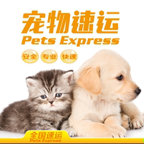 Pet Consignment Kunming Dali Rijiangs Edition Nhong River Upper Door Service No Middle Middleman Earn Difference Cat Airlift