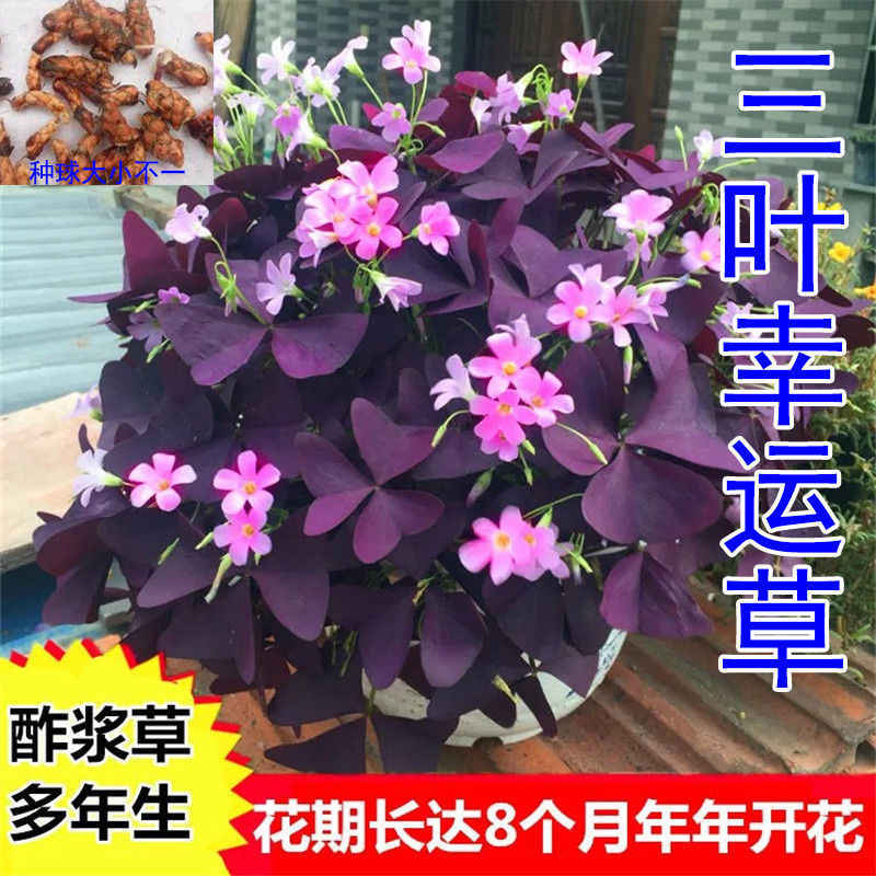 酢浆草盆栽包邮 新人首单立减十元 22年8月 淘宝海外