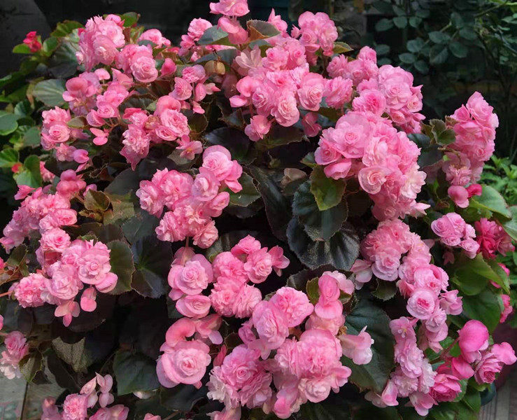 满20包邮重瓣四季海棠 玻璃球球 玻璃翠阳台四季开花 带花发货