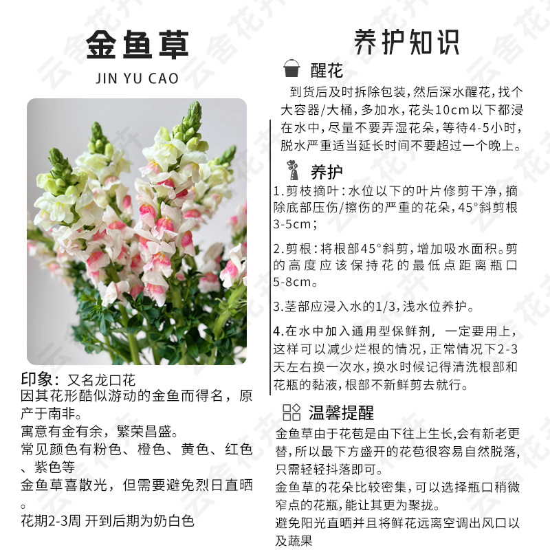 云舍仙女体验【草花精品盲盒】  一单也包邮盲盒鲜切花,淘宝优惠券,粉丝福利购,淘宝优惠卷