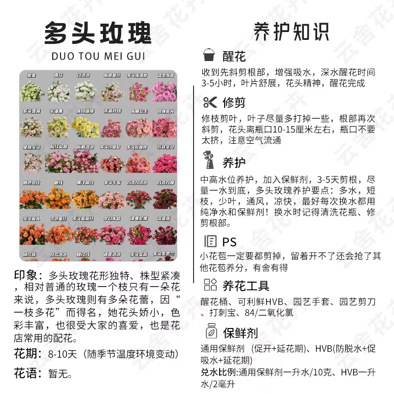 【云舍精选】稀有杨桃汁阳台多头玫瑰 满两单或以上包邮 - 图2