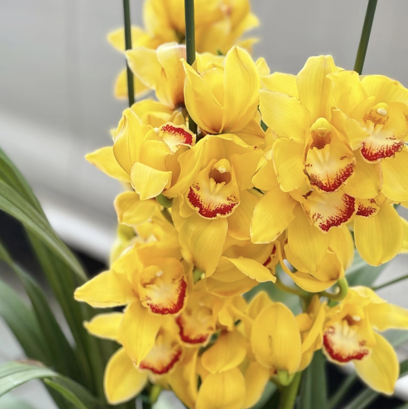 【云舍精选】黄金岁月大花蕙兰5剑及以上盆栽1单包邮不参与拼单！,淘宝优惠券,粉丝福利购,淘宝优惠卷